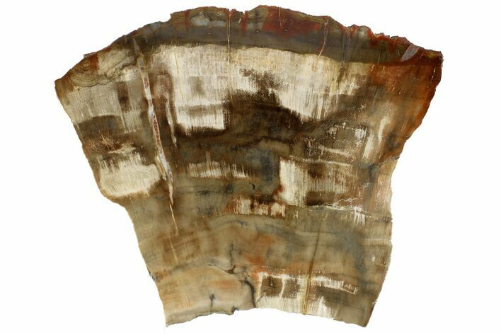 Polished, Petrified Wood (Araucaria) Slab - Madagascar #183265